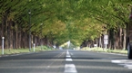 Metasequoia row of trees：メタセコイヤ並木